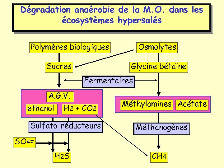 Dégradation anaérobie de la M. O. dans les écosystèmes hypersalés Polymères biologiques Sucres Osmolytes