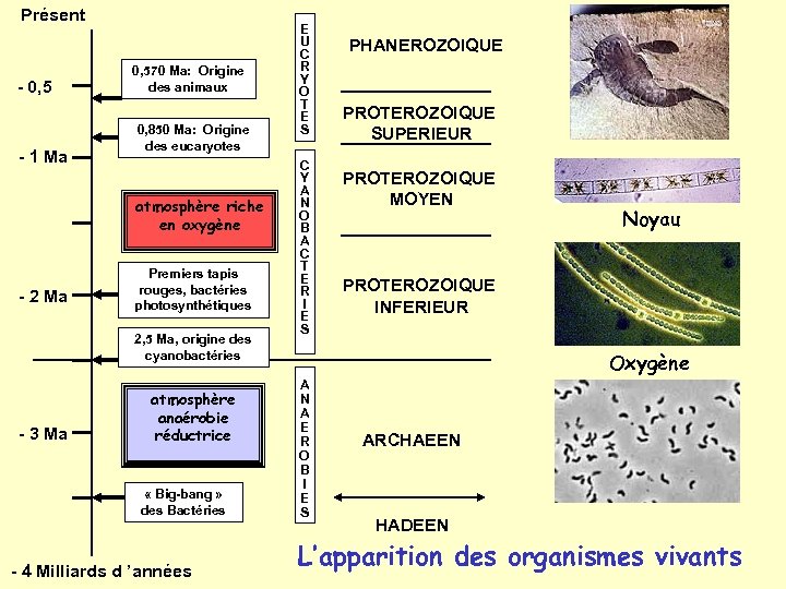 Présent - 0, 5 - 1 Ma 0, 570 Ma: Origine des animaux 0,