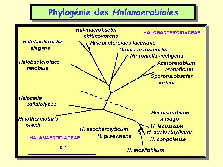 Phylogénie des Halanaerobiales Halobacteroides elegans Halobacteroides halobius Halanaerobacter HALOBACTEROIDACEAE chitinovorans Halobacteroides lacunaris Orenia marismortui