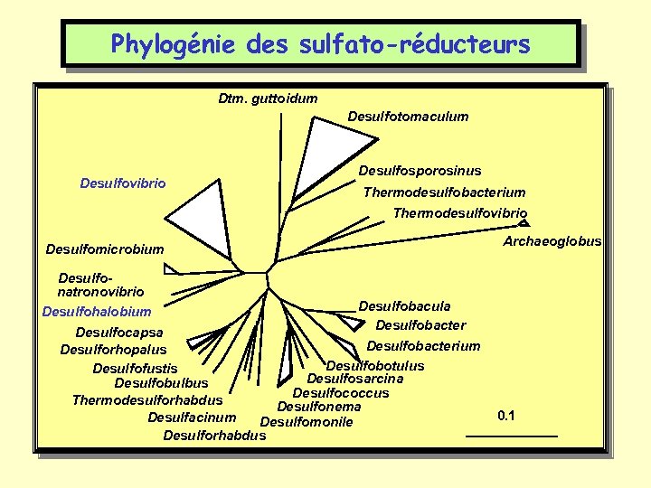 Phylogénie des sulfato-réducteurs Dtm. guttoidum Desulfotomaculum Desulfovibrio Desulfosporosinus Thermodesulfobacterium Thermodesulfovibrio Desulfomicrobium Archaeoglobus Desulfonatronovibrio Desulfobacula