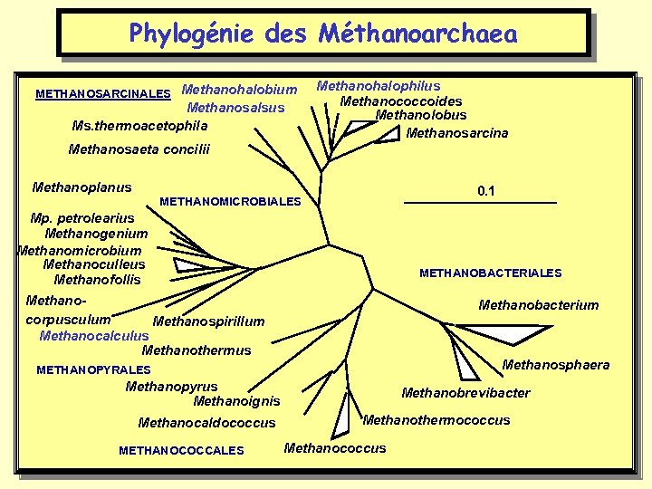 Phylogénie des Méthanoarchaea METHANOSARCINALES Methanohalobium Methanosalsus Ms. thermoacetophila Methanohalophilus Methanococcoides Methanolobus Methanosarcina Methanosaeta concilii