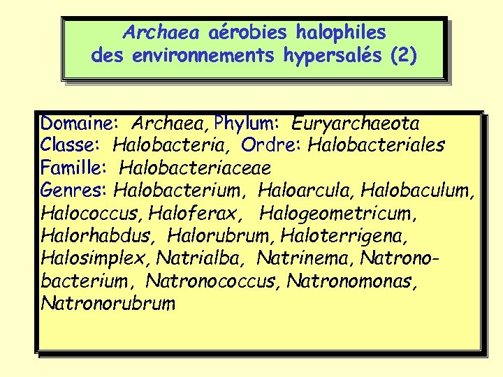 Archaea aérobies halophiles des environnements hypersalés (2) Domaine: Archaea, Phylum: Euryarchaeota Classe: Halobacteria, Ordre: