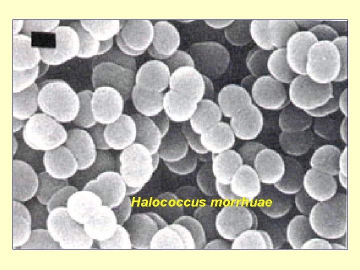 Halococcus morrhuae 