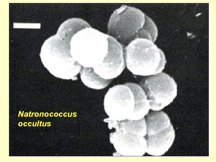 Natronococcus occultus 