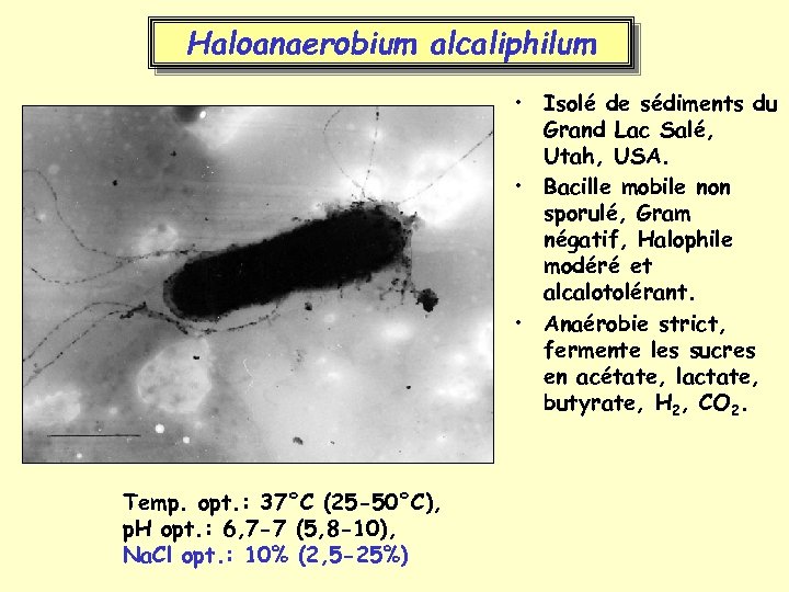 Haloanaerobium alcaliphilum • Isolé de sédiments du Grand Lac Salé, Utah, USA. • Bacille