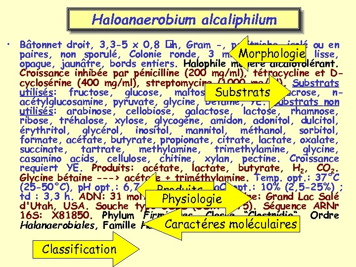 Haloanaerobium alcaliphilum • Bâtonnet droit, 3, 3 -5 x 0, 8 Gram -, peritriche,