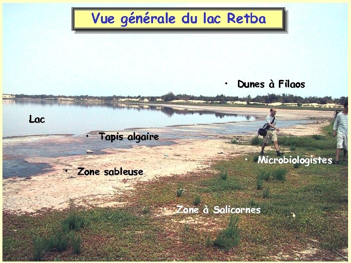 Vue générale du lac Retba • Dunes à Filaos Lac • Tapis algaire •