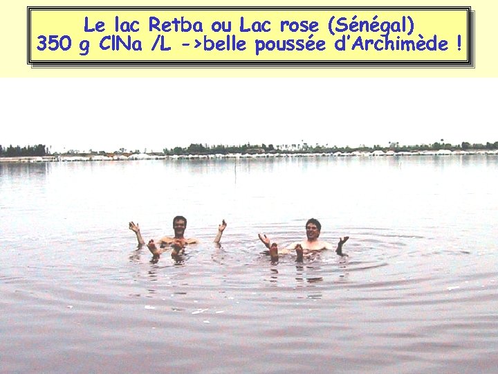 Le lac Retba ou Lac rose (Sénégal) 350 g Cl. Na /L ->belle poussée