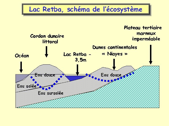 Lac Retba, schéma de l’écosystème Plateau tertiaire marneux imperméable Cordon dunaire littoral Dunes continentales