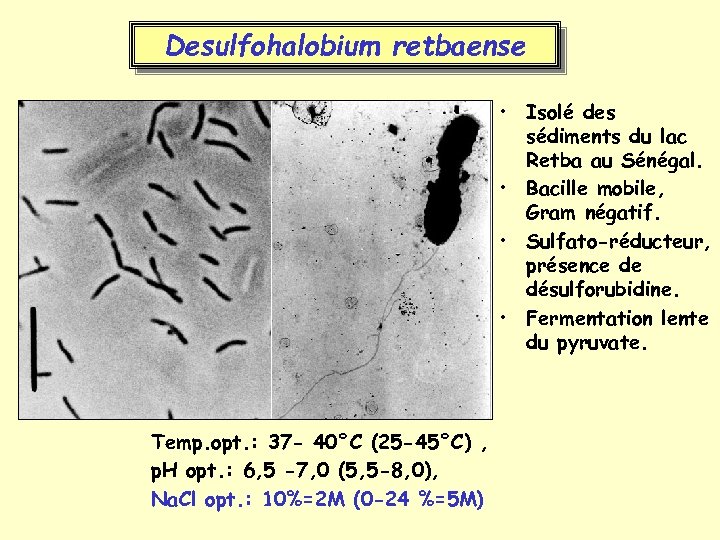 Desulfohalobium retbaense • Isolé des sédiments du lac Retba au Sénégal. • Bacille mobile,