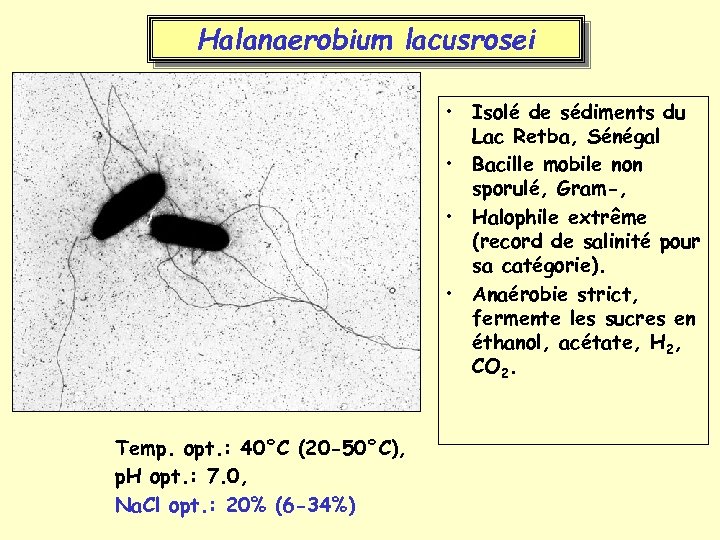 Halanaerobium lacusrosei • Isolé de sédiments du Lac Retba, Sénégal • Bacille mobile non