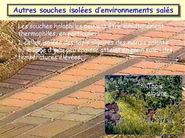 Autres souches isolées d’environnements salés • Les souches halophiles peuvent être simultanément thermophiles, en