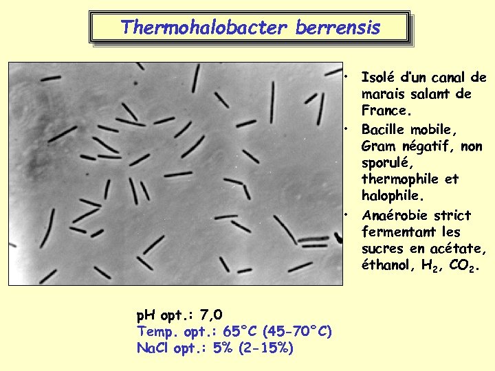 Thermohalobacter berrensis • Isolé d’un canal de marais salant de France. • Bacille mobile,