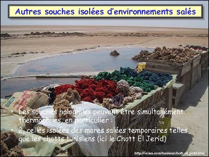 Autres souches isolées d’environnements salés • Les souches halophiles peuvent être simultanément thermophiles, en