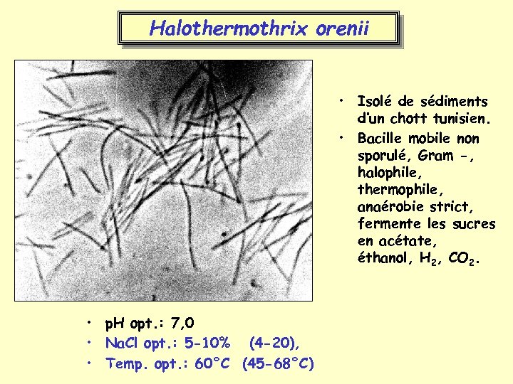 Halothermothrix orenii • Isolé de sédiments d’un chott tunisien. • Bacille mobile non sporulé,