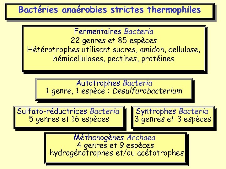 Bactéries anaérobies strictes thermophiles Fermentaires Bacteria 22 genres et 85 espèces Hétérotrophes utilisant sucres,