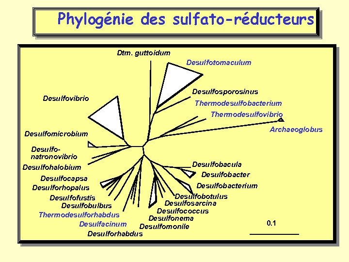 Phylogénie des sulfato-réducteurs Dtm. guttoidum Desulfotomaculum Desulfovibrio Desulfosporosinus Thermodesulfobacterium Thermodesulfovibrio Desulfomicrobium Archaeoglobus Desulfonatronovibrio Desulfobacula