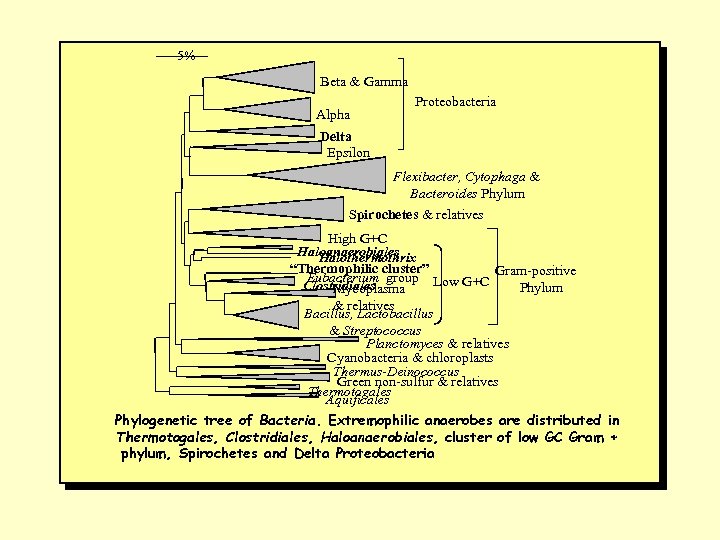 5% Beta & Gamma Alpha Proteobacteria Delta Epsilon Flexibacter, Cytophaga & Bacteroides Phylum Spirochetes