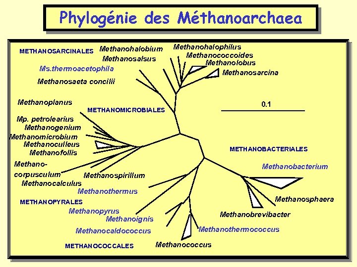 Phylogénie des Méthanoarchaea METHANOSARCINALES Methanohalobium Methanosalsus Ms. thermoacetophila Methanohalophilus Methanococcoides Methanolobus Methanosarcina Methanosaeta concilii