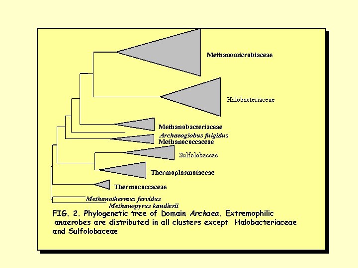 Methanomicrobiaceae Halobacteriaceae Methanobacteriaceae Archaeoglobus fulgidus Methanococcaceae Sulfolobaceae Thermoplasmataceae Thermococcaceae Methanothermus fervidus Methanopyrus kandlerii FIG.