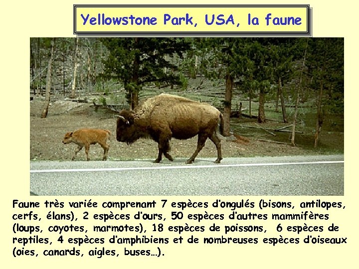 Yellowstone Park, USA, la faune Faune très variée comprenant 7 espèces d’ongulés (bisons, antilopes,