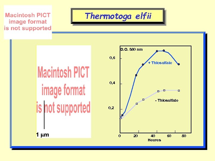 Thermotoga elfii D. O. 580 nm 0, 6 + Thiosulfate 0, 4 - Thiosulfate