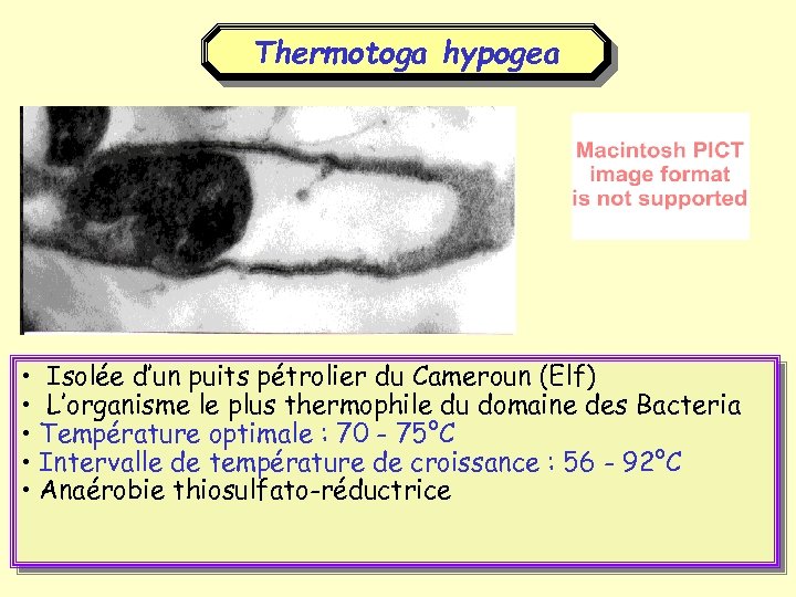 Thermotoga hypogea • Isolée d’un puits pétrolier du Cameroun (Elf) • L’organisme le plus