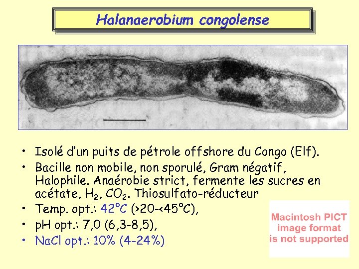 Halanaerobium congolense • Isolé d’un puits de pétrole offshore du Congo (Elf). • Bacille