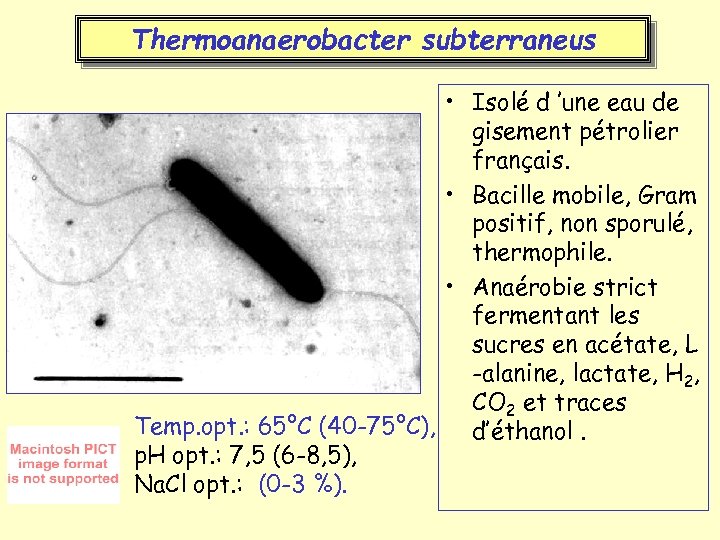 Thermoanaerobacter subterraneus • Isolé d ’une eau de gisement pétrolier français. • Bacille mobile,