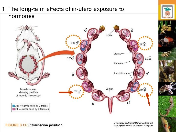 1. The long-term effects of in-utero exposure to hormones 