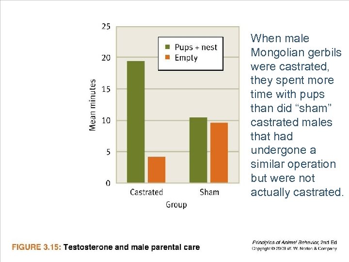 When male Mongolian gerbils were castrated, they spent more time with pups than did