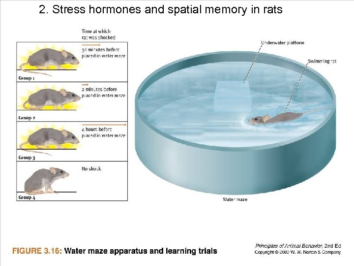 2. Stress hormones and spatial memory in rats 