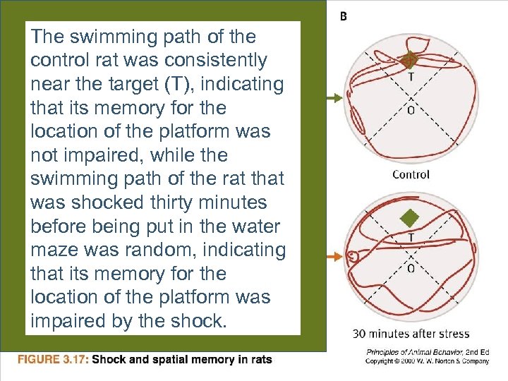 The swimming path of the control rat was consistently near the target (T), indicating