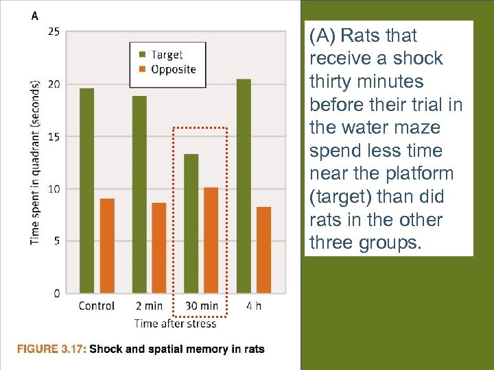 (A) Rats that receive a shock thirty minutes before their trial in the water