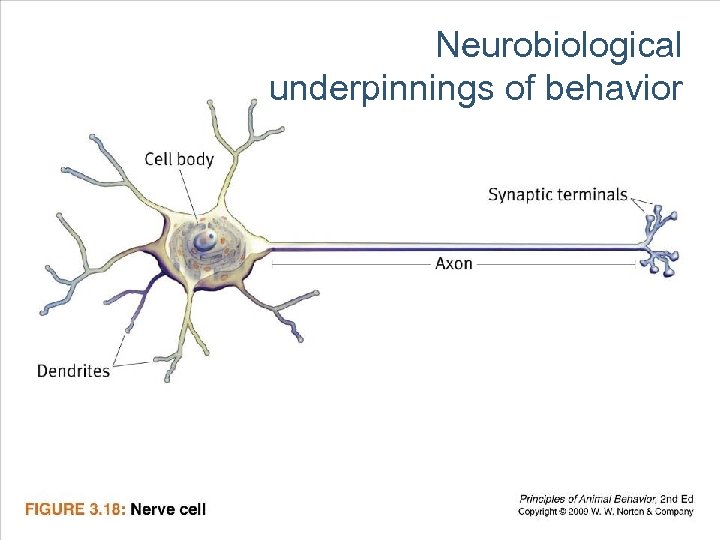 Neurobiological underpinnings of behavior 