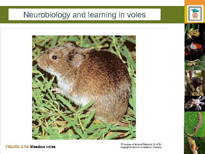 Neurobiology and learning in voles 