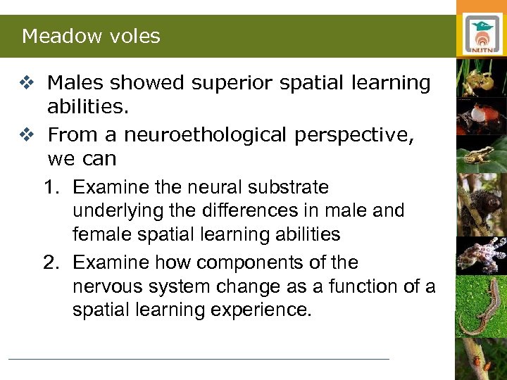 Meadow voles v Males showed superior spatial learning abilities. v From a neuroethological perspective,