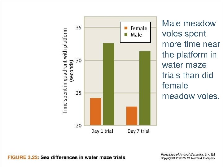 Male meadow voles spent more time near the platform in water maze trials than