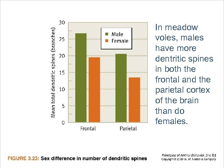 In meadow voles, males have more dentritic spines in both the frontal and the