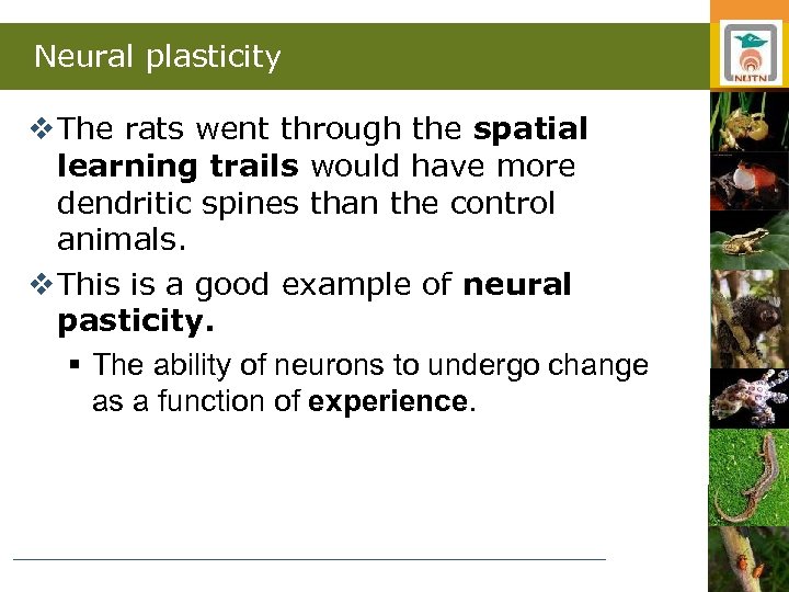 Neural plasticity v The rats went through the spatial learning trails would have more