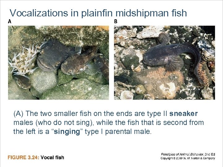 Vocalizations in plainfin midshipman fish (A) The two smaller fish on the ends are