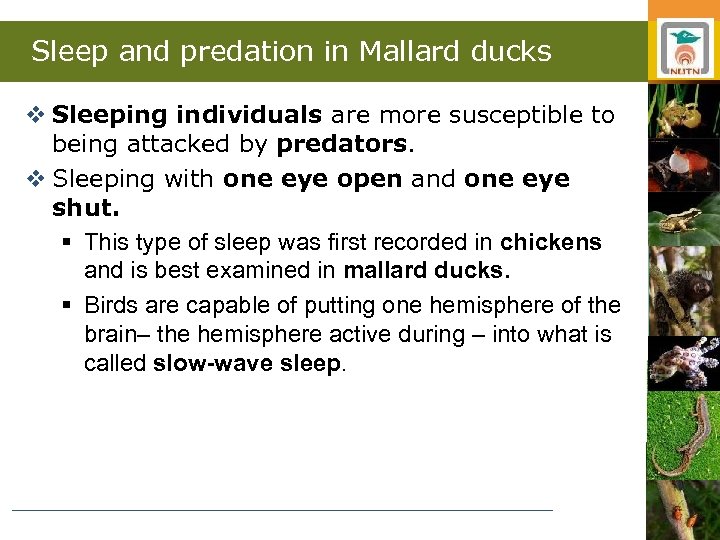 Sleep and predation in Mallard ducks v Sleeping individuals are more susceptible to being