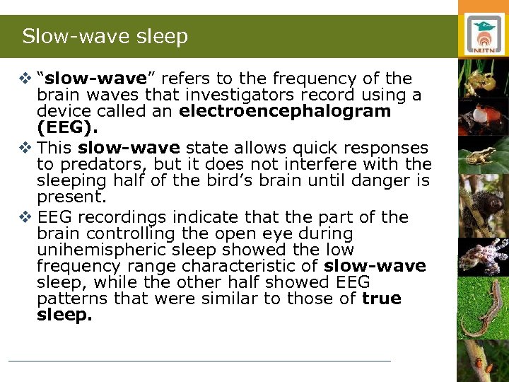 Slow-wave sleep v “slow-wave” refers to the frequency of the brain waves that investigators