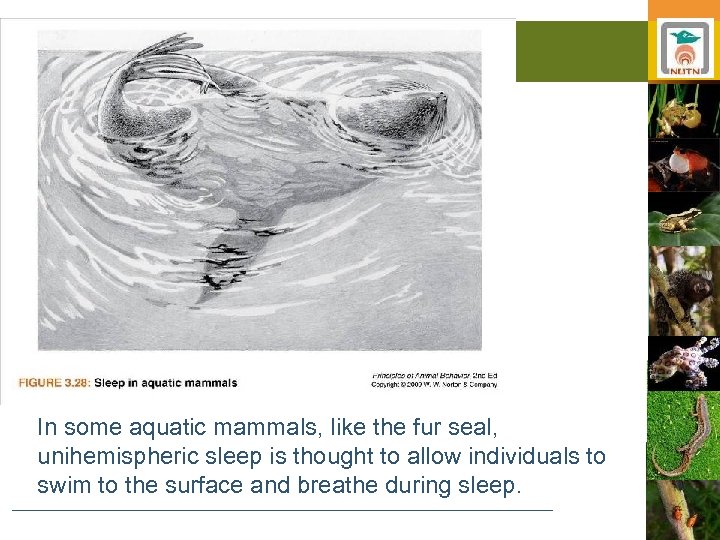 In some aquatic mammals, like the fur seal, unihemispheric sleep is thought to allow
