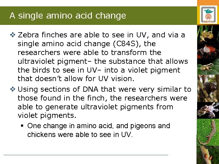 A single amino acid change v Zebra finches are able to see in UV,