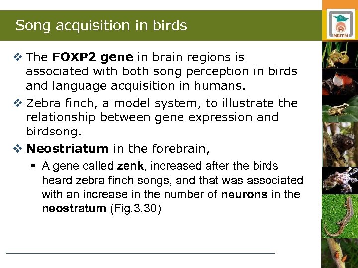 Song acquisition in birds v The FOXP 2 gene in brain regions is associated