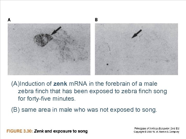 (A)Induction of zenk m. RNA in the forebrain of a male zebra finch that