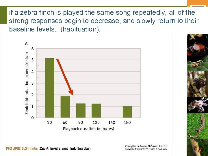 if a zebra finch is played the same song repeatedly, all of the strong