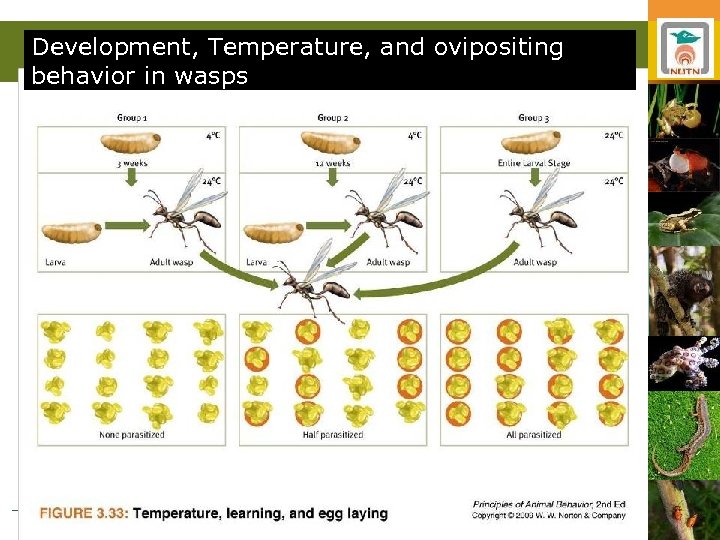 Development, Temperature, and ovipositing behavior in wasps 