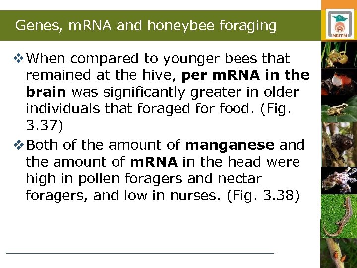 Genes, m. RNA and honeybee foraging v When compared to younger bees that remained